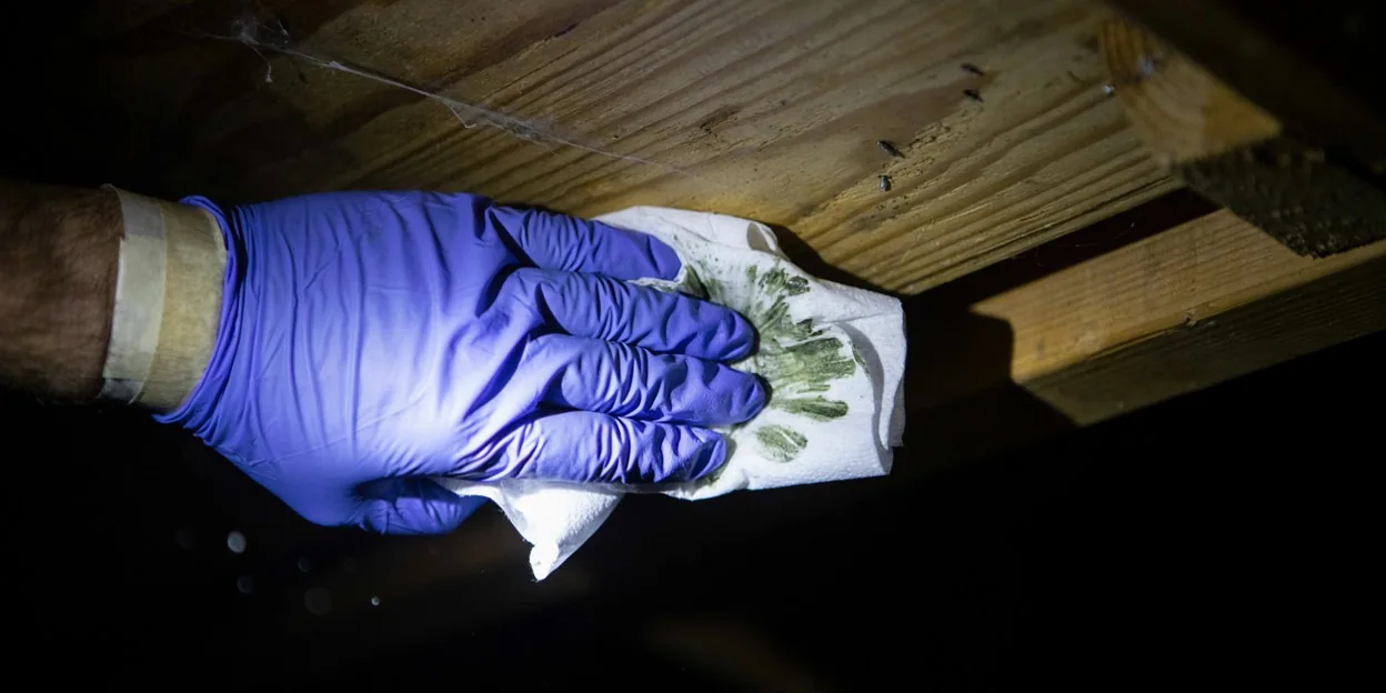 Mold removal in Cheltenham, PA